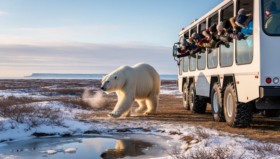 Polar bear near a tundra buggy on Churchill tundra in winter conditions
