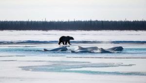 Polar bear on icy shoreline with beluga whales surfacing in the Churchill River near Churchill’s eastern shore, with tundra and boreal forest in the distance.